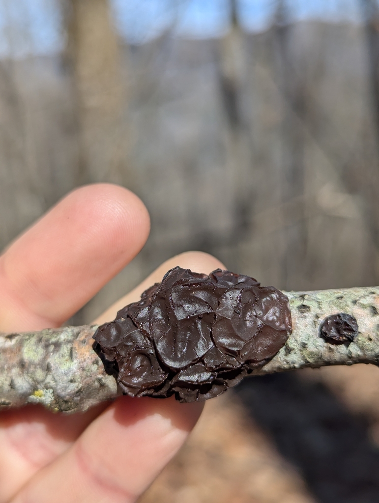 Exidia crenata · February 2026 · photo: © alinamartin (iNaturalist, cc-by)