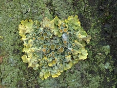 Xanthoria parietina