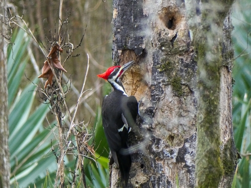 Pileated Woodpecker photographed in Louisiana