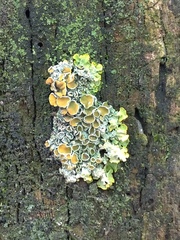 Xanthoria parietina