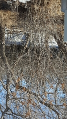 Syringa hyacinthiflora