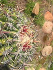 Ferocactus viridescens