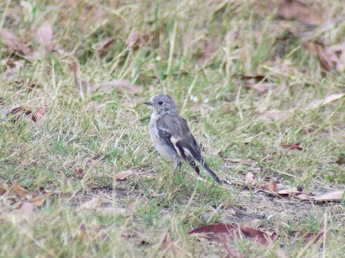 Flame Robin (Petroica phoenicea), photo 5