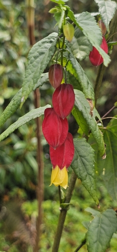 Callianthe megapotamica