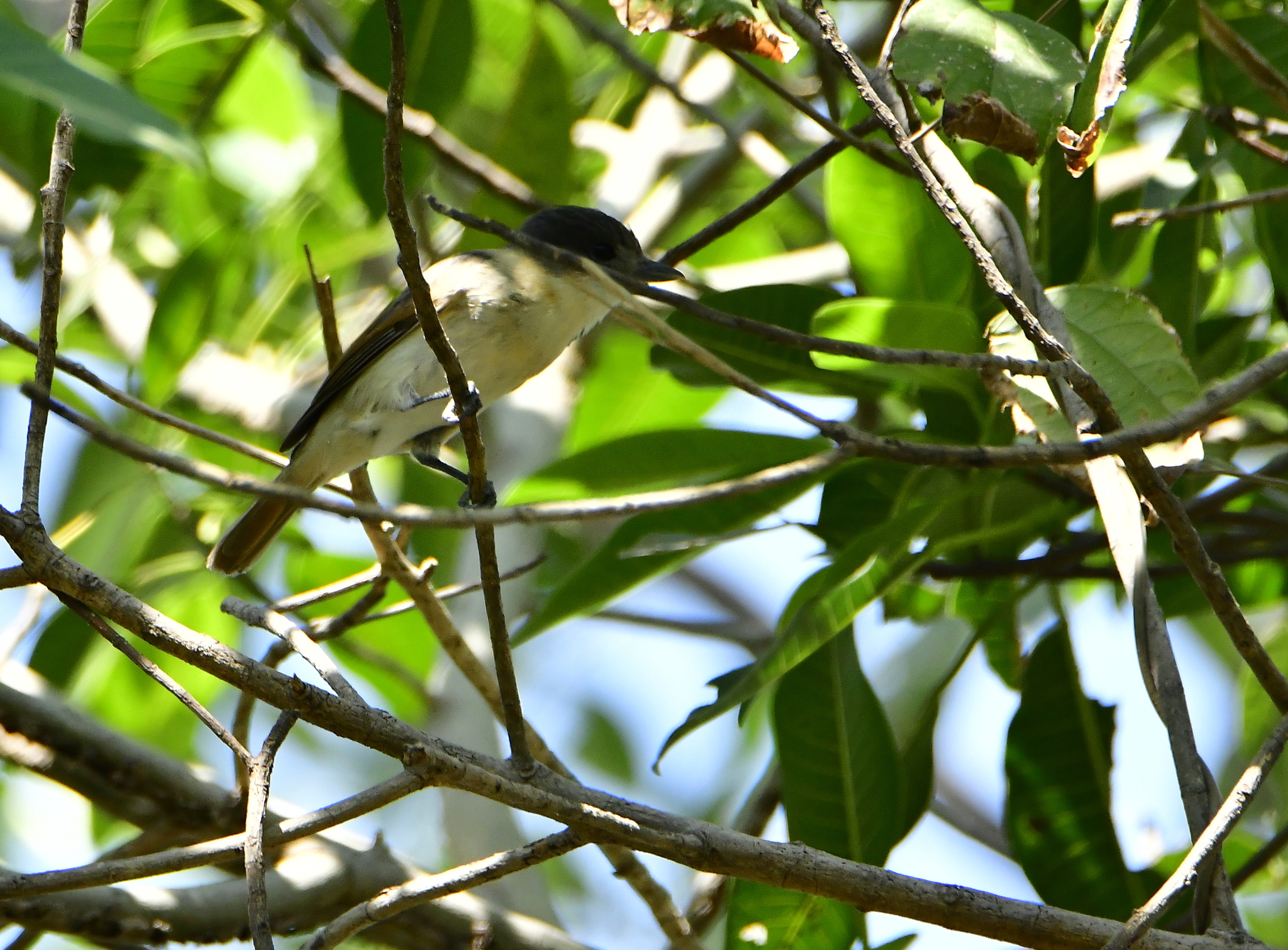 Rose-throated Becard (Pachyramphus aglaiae), photo 6