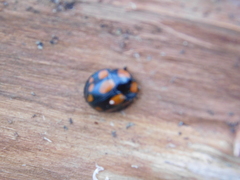 Botanochara duodecimverrucata