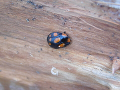 Botanochara duodecimverrucata