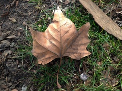 Platanus × hispanica