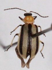 Acalymma trivittatum