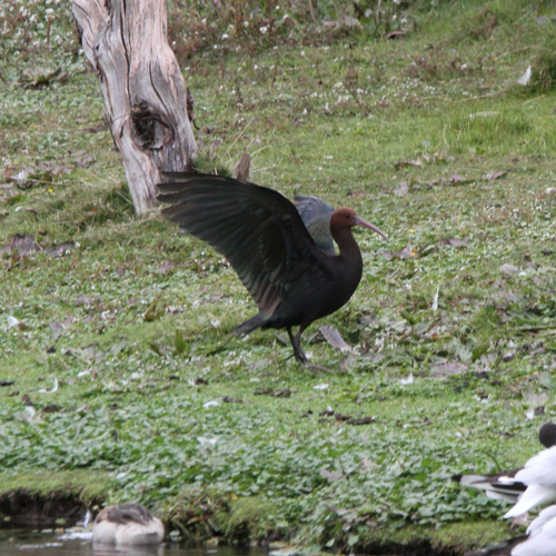 Puna Ibis (Plegadis ridgwayi), photo 5
