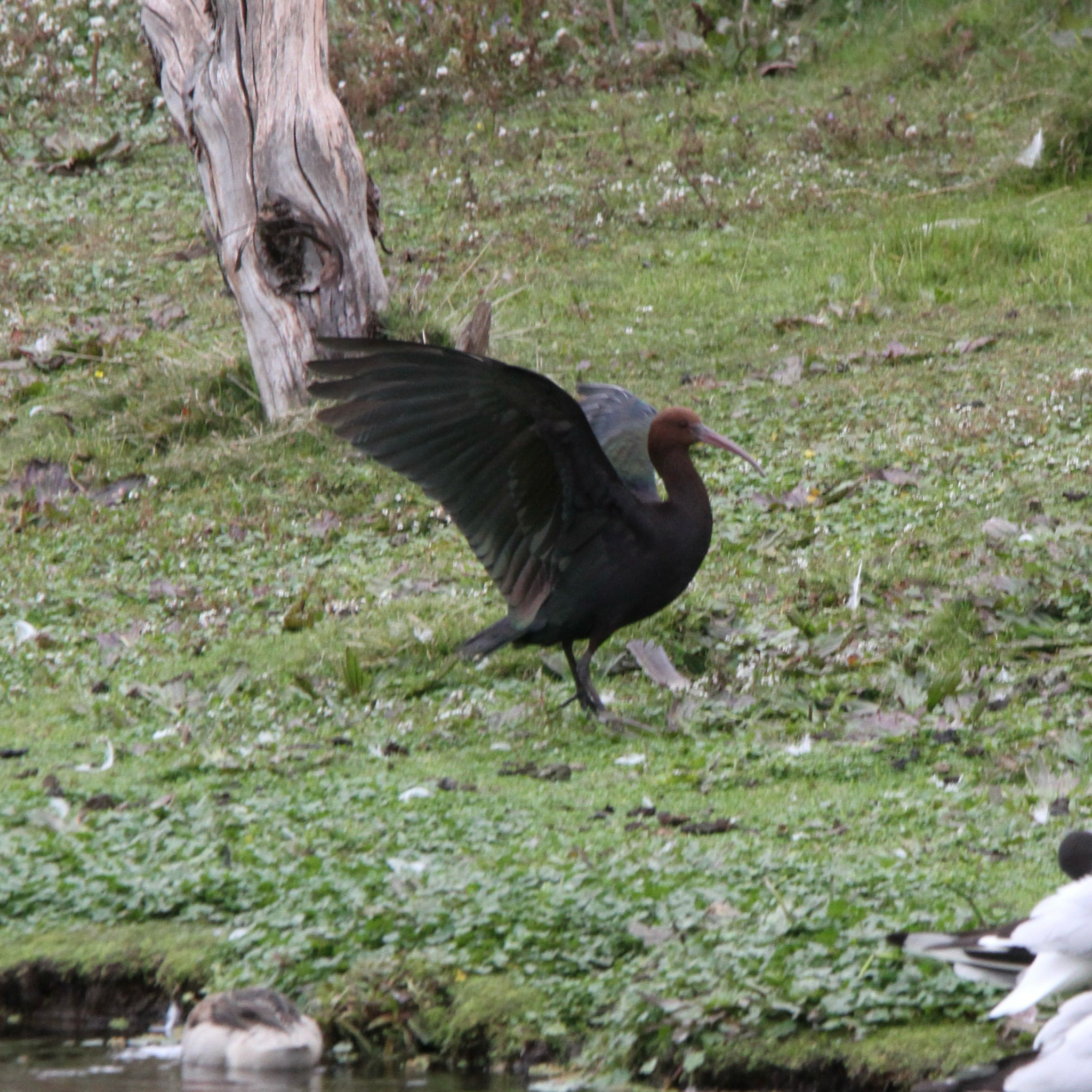 Puna Ibis (Plegadis ridgwayi), photo 8