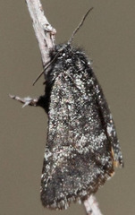 Annaphila arvalis