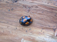 Botanochara duodecimverrucata