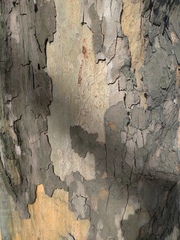 Platanus × hispanica