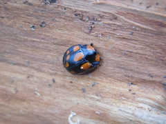 Botanochara duodecimverrucata