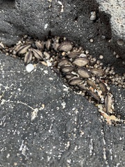 Isognomon californicus