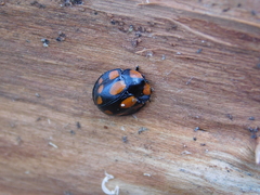 Botanochara duodecimverrucata