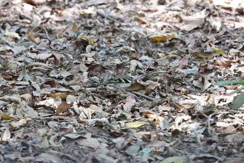 Forest Wagtail