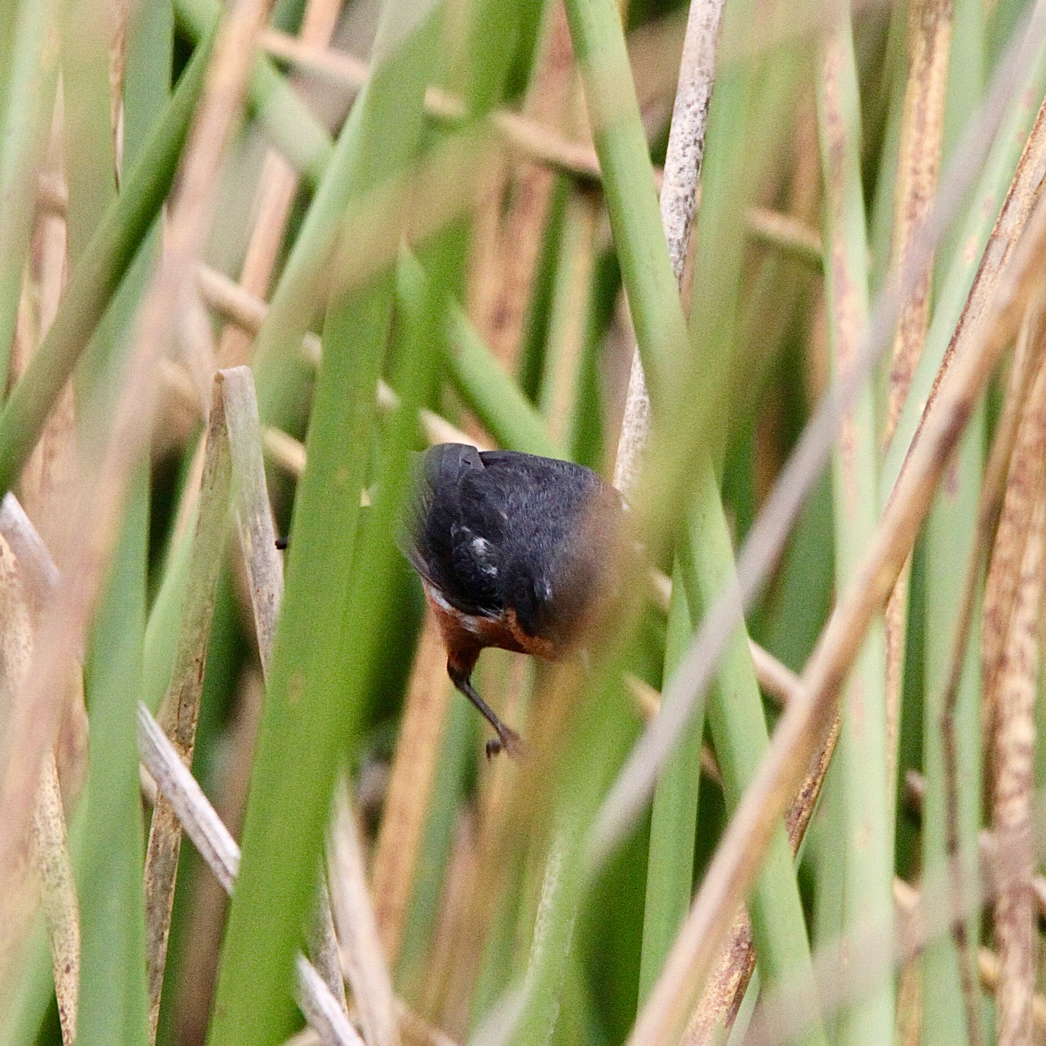 Black-throated Flowerpiercer (Diglossa brunneiventris), photo 9