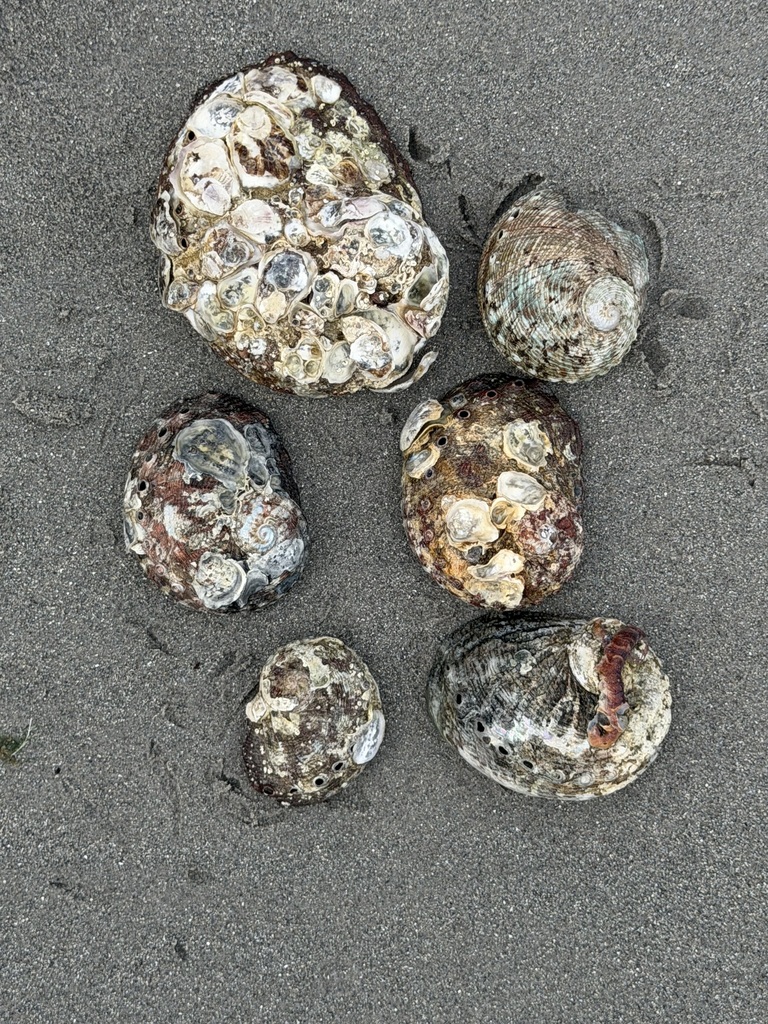 Abalones from Glenelg SA 5045, Australia on February 22, 2026 at 09:44 ...