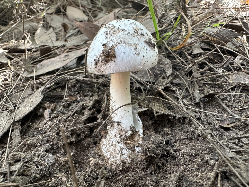 Amanita marmorata · February 2026 · photo: © prossington (iNaturalist, cc-by)
