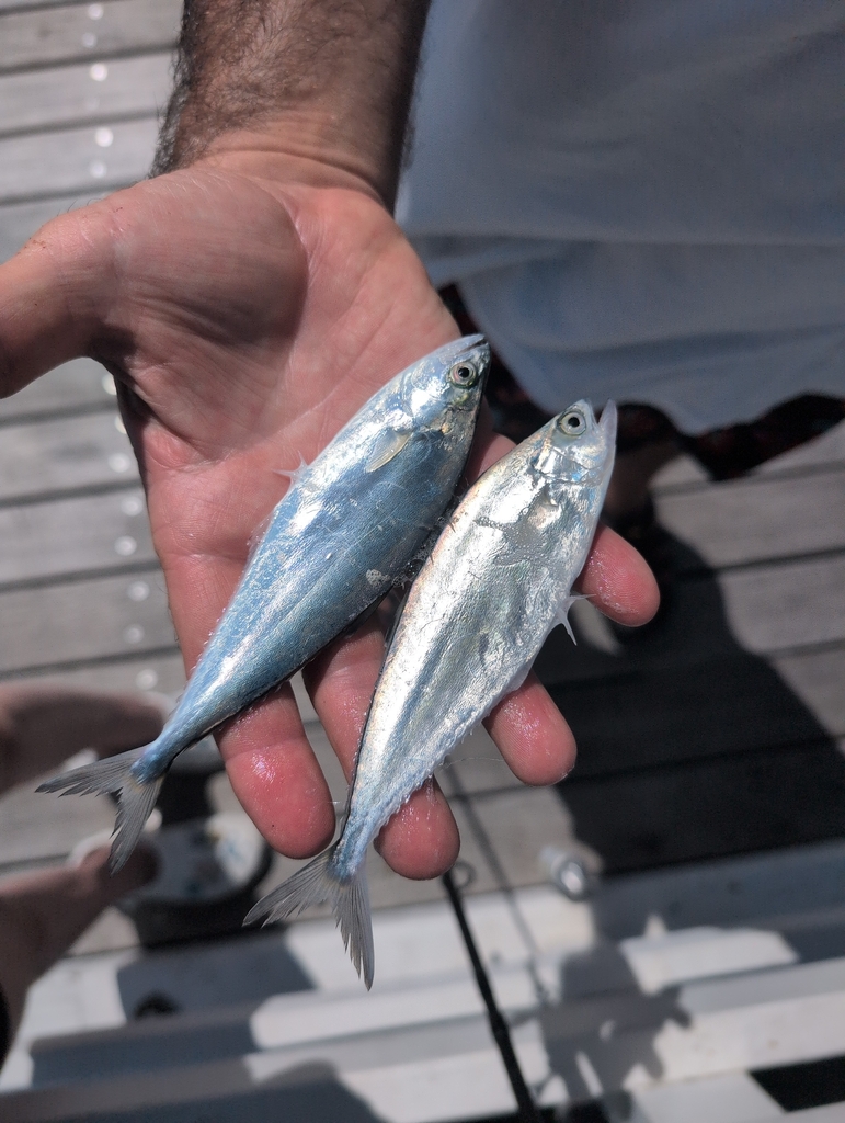 Blackfin queenfish (Scomberoides tol) — Carangidae