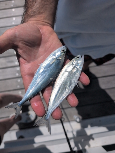 Blackfin queenfish (Scomberoides tol) — Carangidae
