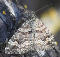 Epirrhoe plebeculata