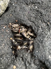 Isognomon californicus