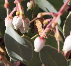 Epirrhoe plebeculata