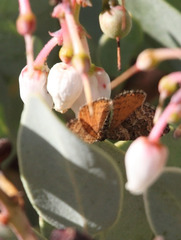 Epirrhoe plebeculata