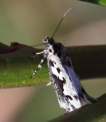 Ethmia albitogata