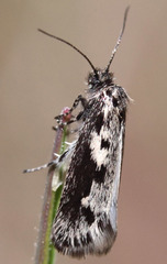 Ethmia albitogata