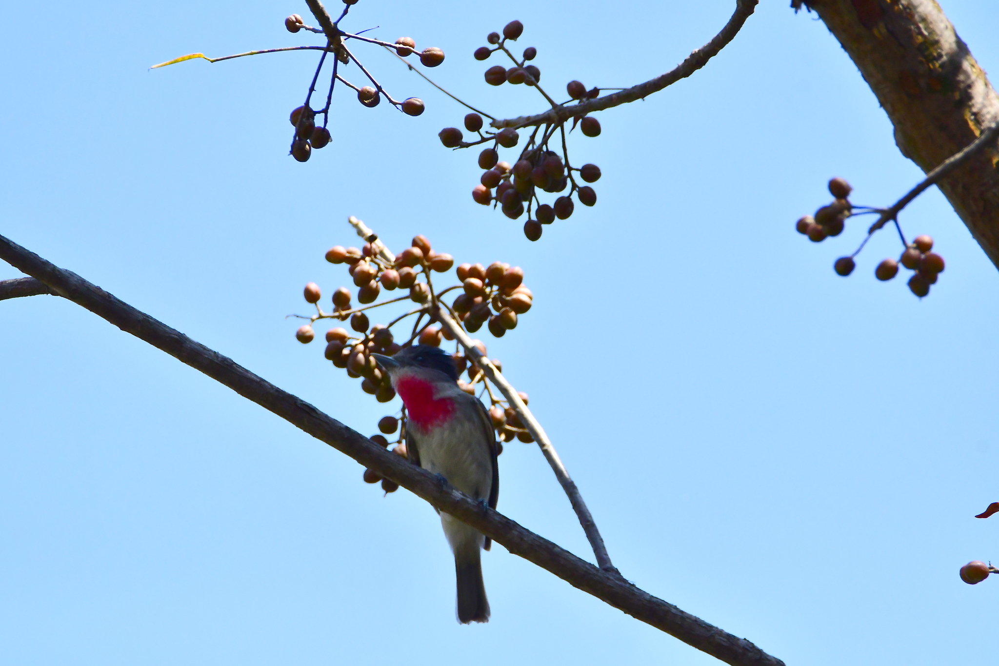 Rose-throated Becard (Pachyramphus aglaiae), photo 5