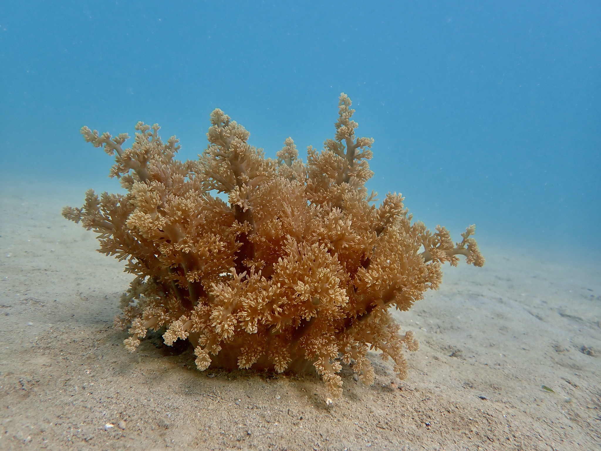 Actinodendron arboreum (Quoy & Gaimard, 1833)