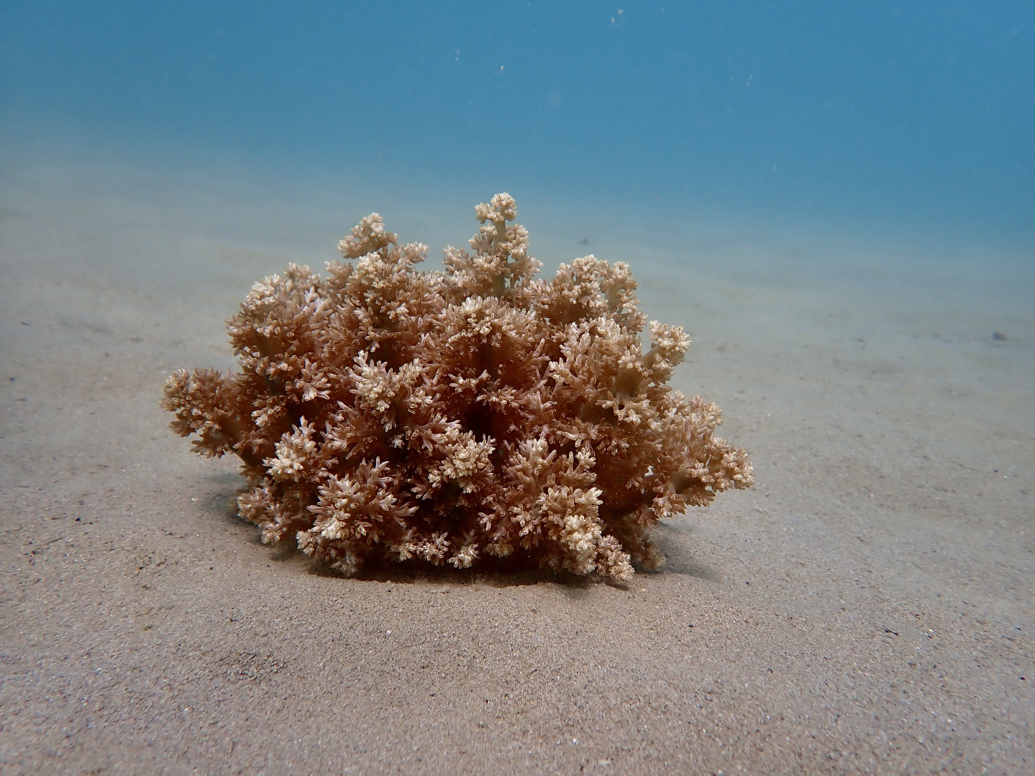 Actinodendron arboreum (Quoy & Gaimard, 1833)