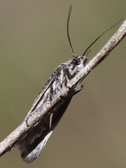 Ethmia albitogata
