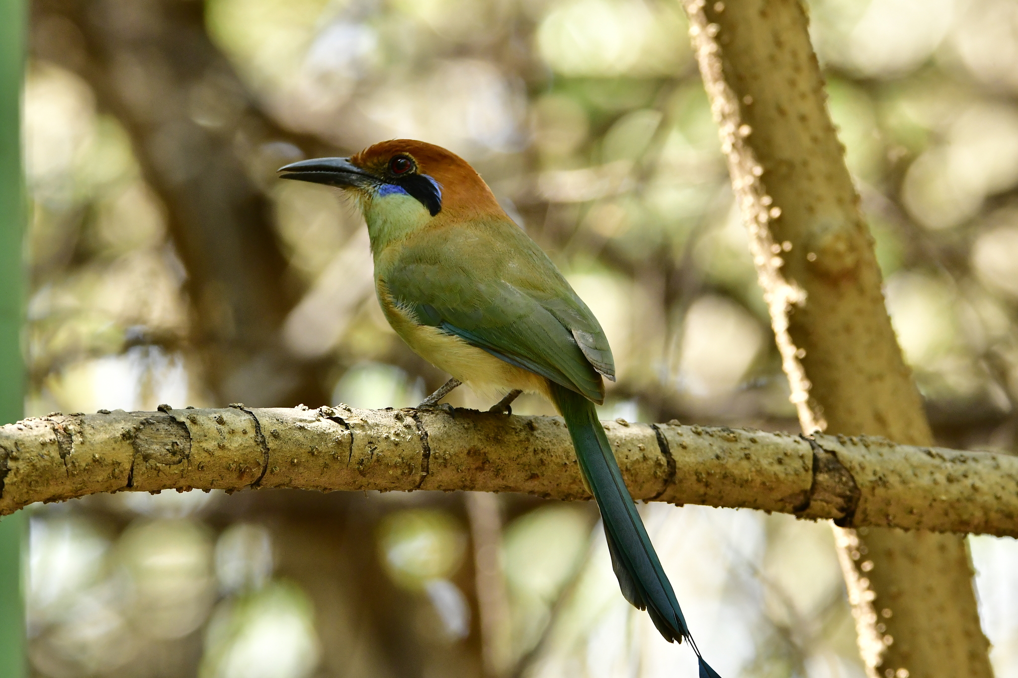 Russet-crowned Motmot (Momotus mexicanus), photo 9