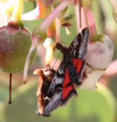 Pyrausta dapalis