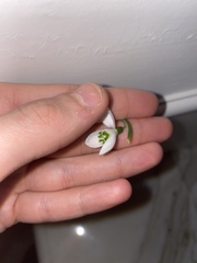 Galanthus alpinus