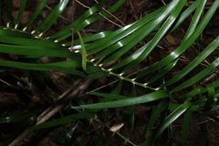 Macrozamia lucida