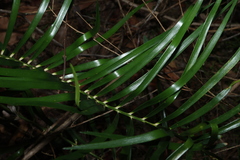 Macrozamia lucida, photograph (c) Greg Tasney, some rights reserved (CC BY-SA)