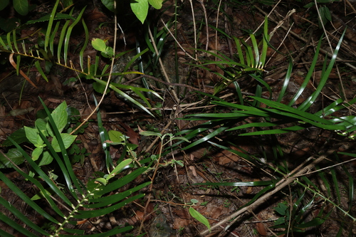 Macrozamia lucida, photograph 1