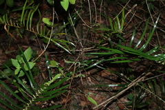 Macrozamia lucida, photograph (c) Greg Tasney, some rights reserved (CC BY-SA)
