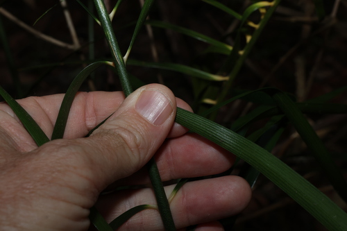 Macrozamia lucida, photograph 3