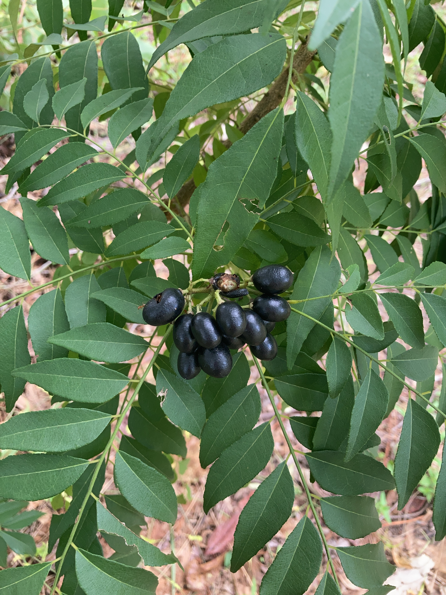 Árbol de curry