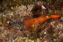 Tripterygion melanurus