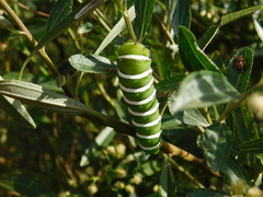 Rothschildia jacobaeae