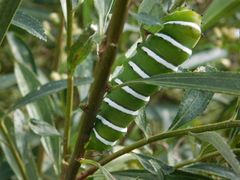 Rothschildia jacobaeae