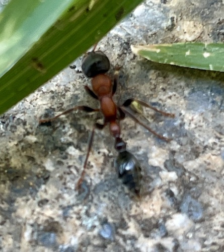 Arboreal Bicolored Slender Ant photo 2